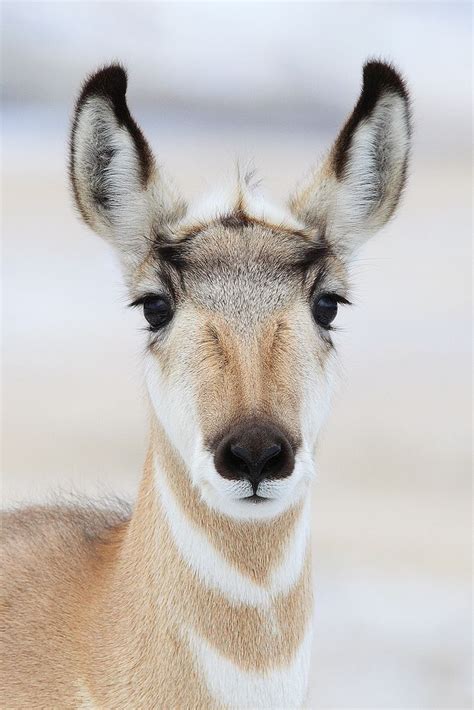 21 best ideas about America - Pronghorn Antelope on Pinterest | Donald ...