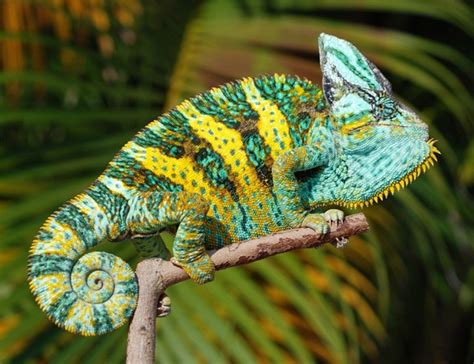 Veiled Chameleon Facts, Habitat, Diet, Baby, Pet Care, Pictures