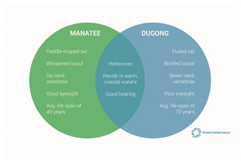 The Difference Between Manatees and Dugongs - Ocean Conservancy