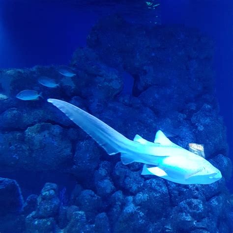 Tickets for Cairns Aquarium | Tiqets