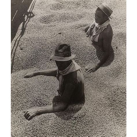 The history of Brazilian coffee. When the coffee plant was introduced ...