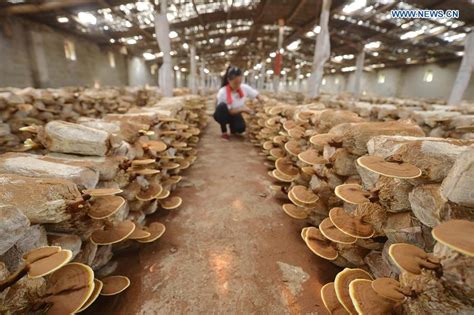 Lingzhi mushroom cultivation increases local farmers' income in N China ...