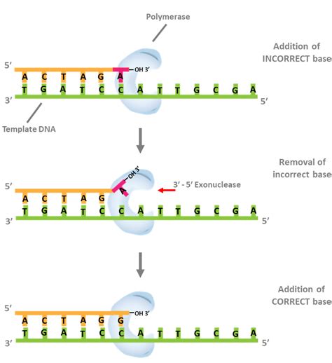 Dna Polymerase 3 Function In Dna Replication - cloudshareinfo