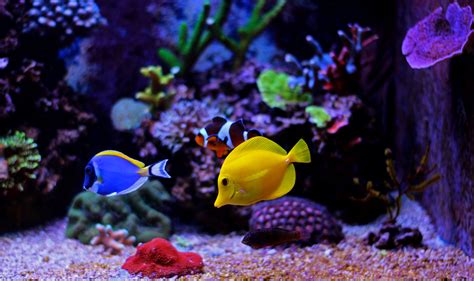 Tropical Fish: What Defines Them and Which Breeds are Popular for ...