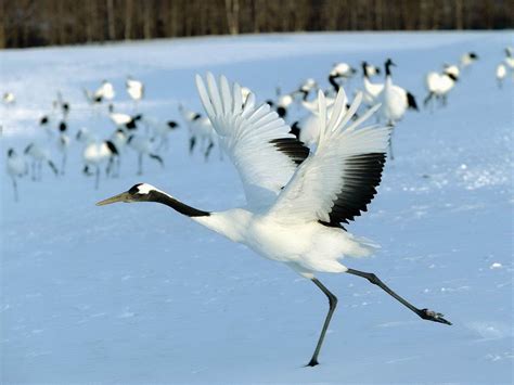 All About Animal Wildlife: Crane Bird Facts and Images-Photos