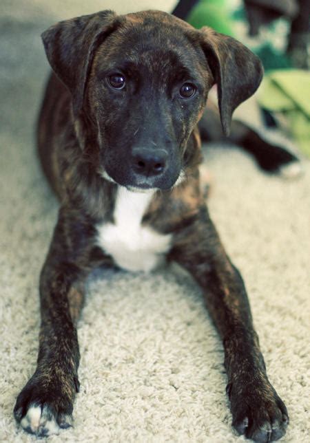 Plott Hound Puppies - Puppy Dog Gallery