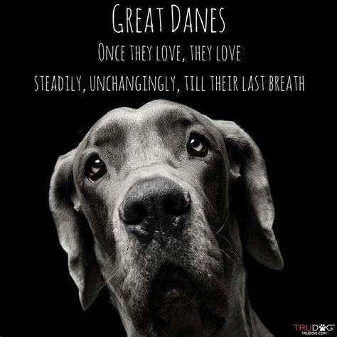 Great Danes Great Dane Funny, Great Dane Dogs, I Love Dogs, Puppy Love ...