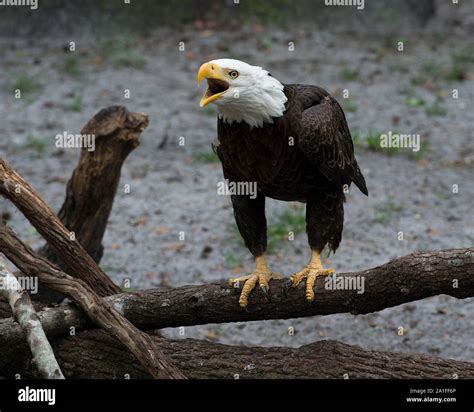 Bald eagle adult perch on a branch with a close up displaying its body ...