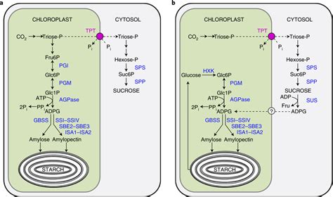 Starch synthesis in Arabidopsis leaves a, The classical pathway of ...