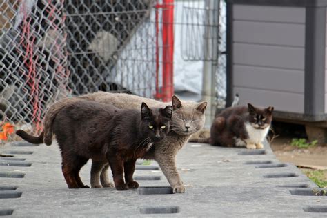 Managing feral cats in Philadelphia is pitting cat lovers against ...