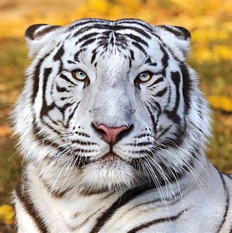 White Tiger National Geographic - InfoRekomendasi.com