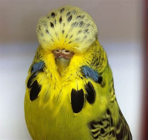 Budgies.co.nz » Breeding and keeping Show Quality Exhibition ...