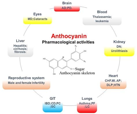 General overview of biological activities of anthocyanins. | Download ...