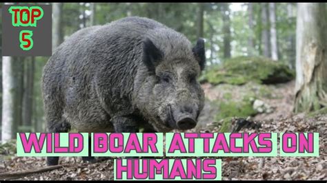 Wild Boar Attacks on Humans - Top 5 Attacks - YouTube