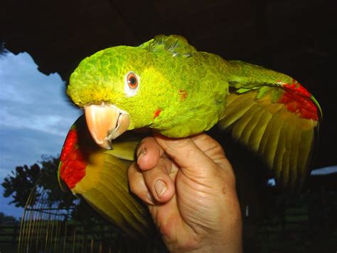 Parrot from Brazil Free Photo Download | FreeImages