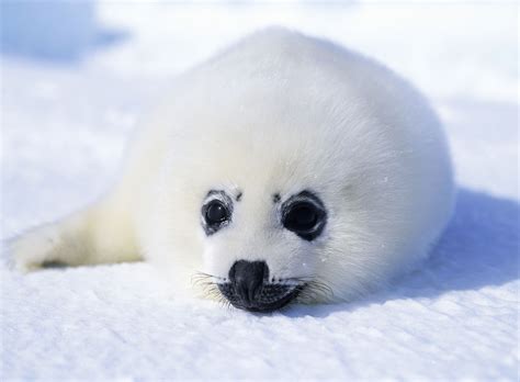 Harp Seal Facts (Pagophilus groenlandicus)