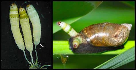 How These Parasitic Worms Become Zombie Snails | LittleThings.com