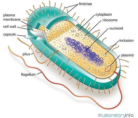 Archaea and Bacteria - Differences, Similarities, Diagrams and Examples