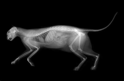 Everything to Know about Cat X-Ray | Our Fit Pets