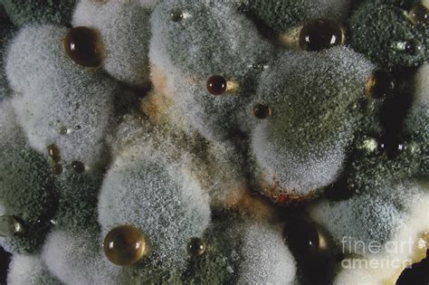 Penicillium Sp. Mold Photograph by M. I. Walker - Fine Art America