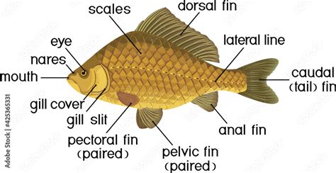 Fish external anatomy. External structure of Crucian carp isolated on ...