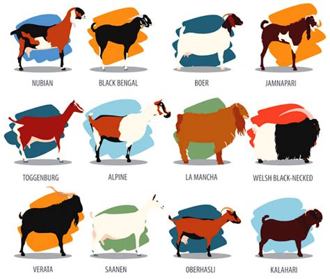 Goat Breeds: List Of Some Popular Breeds