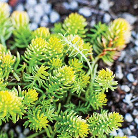 9 Easy-Care Sedums - Sunset Magazine