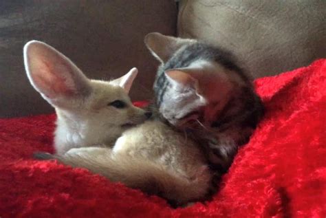 Watch: Baby cat grooms baby fennec fox - UPI.com