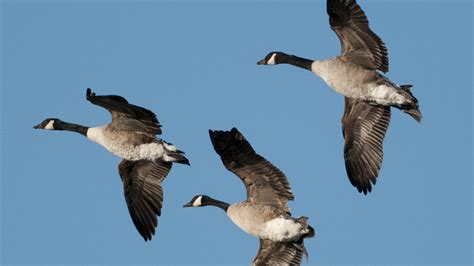 Canadian Geese V Formation