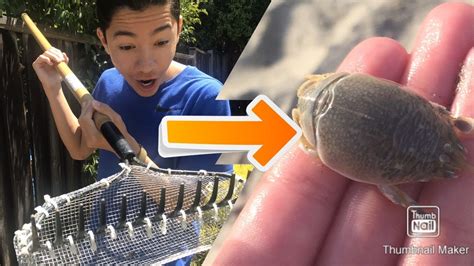 DIY Sand Flea Rake: Build Your Own Flea-Fighting Tool | Best Diy Pro