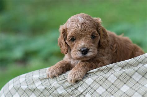 Cockapoo Puppies For Sale – Acorn Acres Puppies