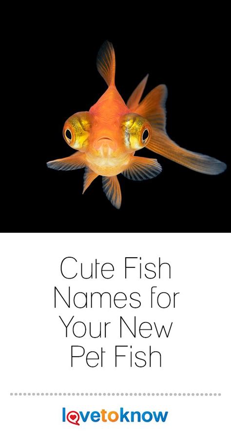 101 Adorable and Cute Fish Names for Your New Pet | LoveToKnow Pets ...