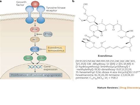 Azathioprine Mechanism Of Action - slidesharetrick