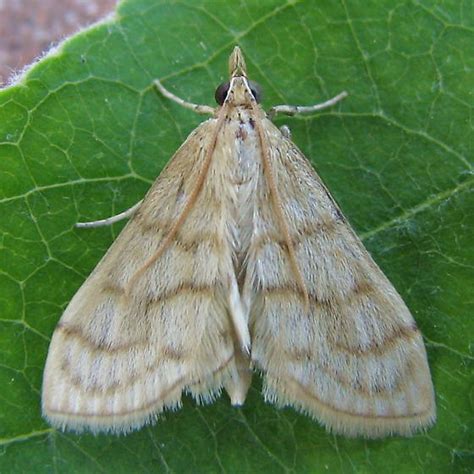 European Corn Borer Moth ? - Paracorsia repandalis - BugGuide.Net