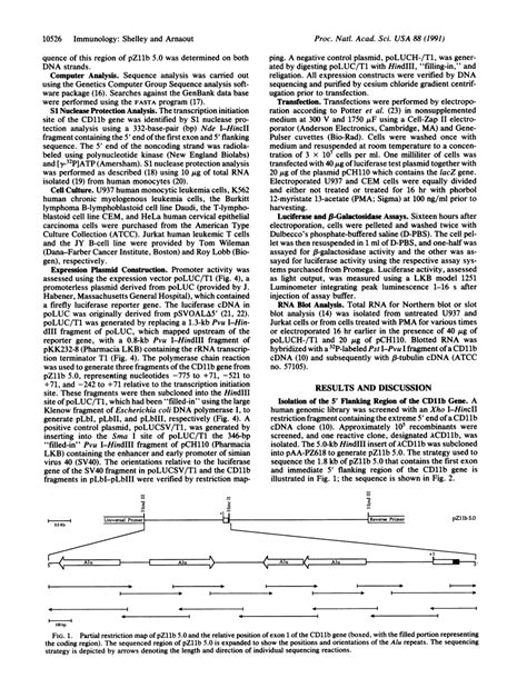 The promoter of the CD11b gene directs myeloid-specific and ...