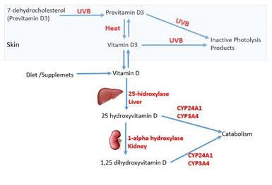 Vitamin D Metabolism | IntechOpen