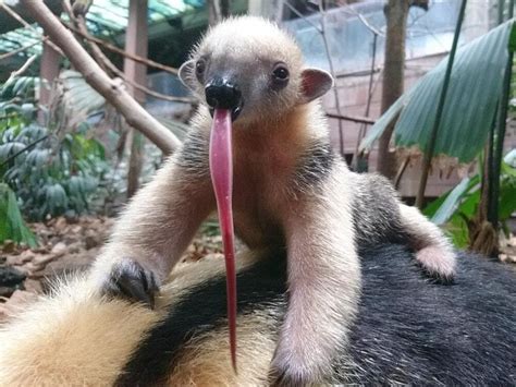 Tamanduas - Stinkers Of The Forest! - Things Guyana