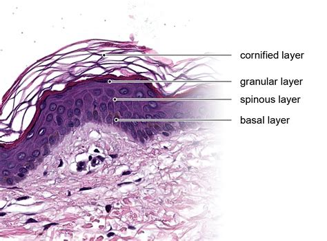 Human Skin Layers Histology