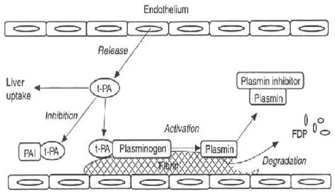 Schematic overview of the fibrinolytic system | Download Scientific Diagram