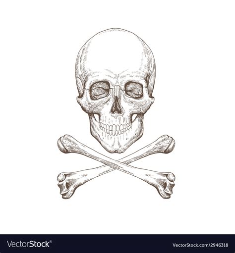 Skull and bones drawing Royalty Free Vector Image