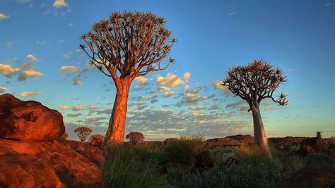 Namib | Climate, Plants, Animals, & Facts | Britannica.com