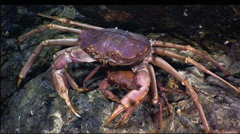 Crab Habitat Information - Frozen Mud Crab Supplier, Crab Meat Seller ...