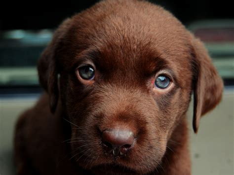 Cute Puppy Image, Chocolate Dog in Blue Eyes, Innocent Look 2048X1536 ...