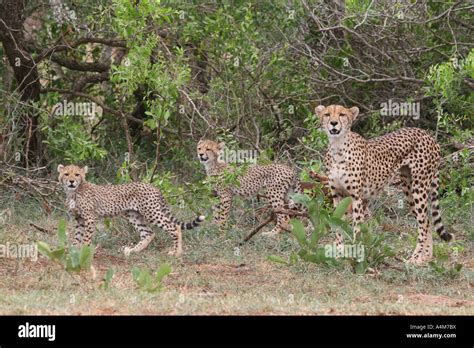 Cheetah Family hunting Stock Photo - Alamy