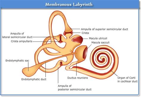 Membranous Labyrinth of ear