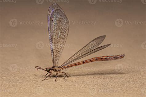 Adult Antlion Insect 13070628 Stock Photo at Vecteezy