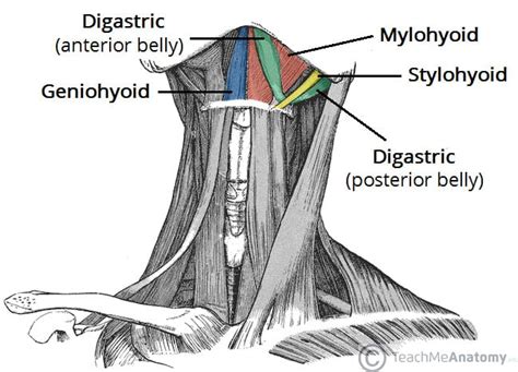 Muscles of the Neck - TeachMeAnatomy