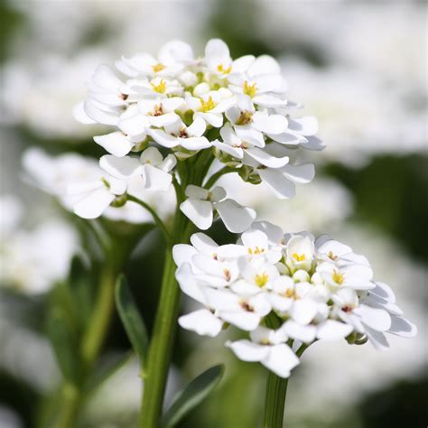 Sweet Alyssum White Flowers Close Up – Photos Public Domain