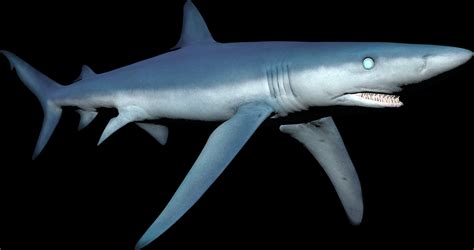 Shark Species | Depth Wiki | Fandom