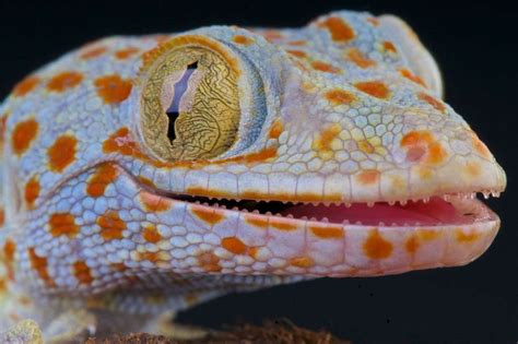 Tokay Gecko Habitat, Diet & Reproduction - Reptile Park